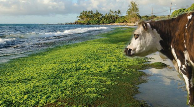 La recherche australienne aurait trouvé une algue capable de bloquer le mécanisme de production du méthane.  Pour autant , intégrer des ares de plages aux SFP des élevages n'est pas pour demain (réalisé avec trucage).