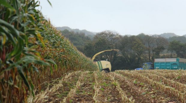 Ensilage dans le FInistère à la cuma de Kerdannoc