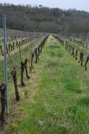 Le vignoble de Jean-Michel Viot, sur la commune de Vielle-Tursan.