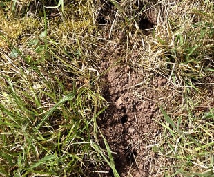 Des ravageurs comme les taupes ou les rats taupiers provoquent parfois des dégâts nécessitant le regarnissage de la prairie.