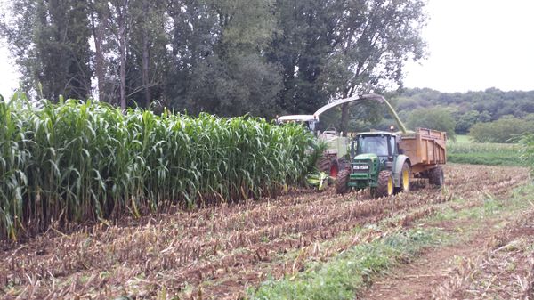 Ailleurs aussi le sorgho fait des émules: la cuma de la Région de Montignac, en Dordogne, a ensilé l'année dernière une dizaine d’hectares de sorgho pour l’un de ses adhérents, en culture pure cette fois.. Techniquement, il a simplement fallu enlever l’éclateur pour éviter de frictionner les plantes. 