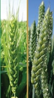 Sem Partners : nouvelle gamme blé d’hiver