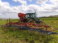 Semis de ray-grass sous couvert de maïs à la herse-étrille