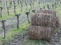 Tirage des bois et récolte de sarments