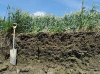 Rendez-vous agronomique à Maure : fertilisation et agriculture de conservation