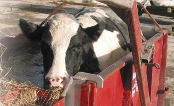 Piscine à vaches en cuma