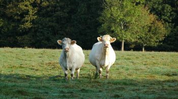 Viande bovine: les recettes de l’efficacité