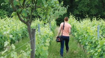 Biodiversité: balade audio dans un vignoble très peuplé