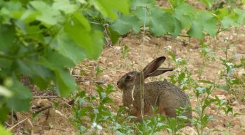 En viti, plaisir et biodiversité s’accordent bien