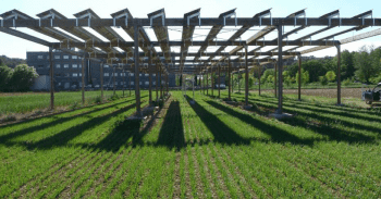 Sous les panneaux, la vigne