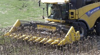 Cueilleur à tournesol, l’assurance ‘récolte versée’