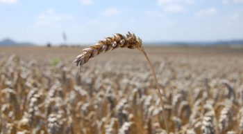 Abondance des céréales et prix à la baisse