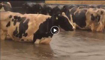Breaking news, en Angleterre les vaches ont les mamelles dans l’eau