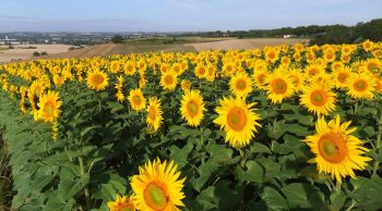 Tournesol : 15 nouvelles variétés