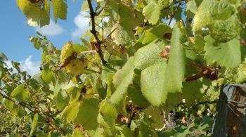 Viticulture : la Chine recherche des plants