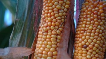 Agrobusiness : l’ingénierie génétique sous le coup de la loi OGM?