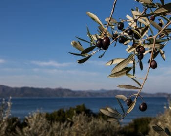 Xylella Fastidiosa : la filière oléicole corse s’organise