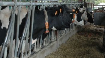 Des pistes face à la crise laitière