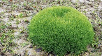 Une mystérieuse boule verte