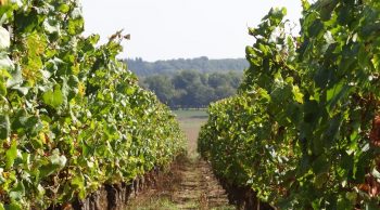 Vigne : des variétés résistantes au mildiou et à l’oïdium