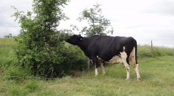 Vosges : l’agroforesterie très en vogue