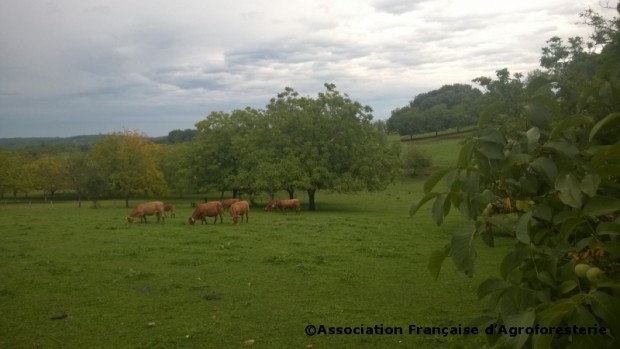 agroforesterie Vosges 