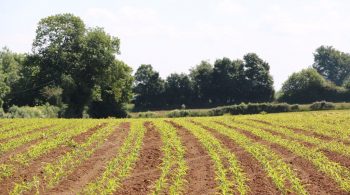 Maïs, colza, tournesol : le Twin-row efficace pour doper les rendements ?