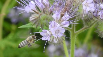 Faucheuse : 1 – Abeilles : 0