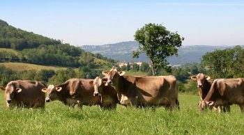 Manuel Valls, Xavier Beulin et les cuma au Mondial de la Brune en Lozère