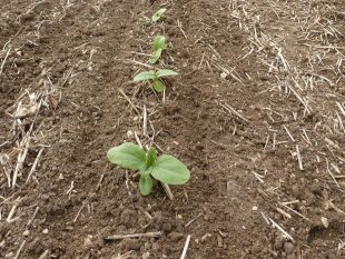 DEMO 37 tournesol après herse étrille hatzenbichler