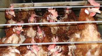 La commission d’enquête sur les abattoirs condamne la situation intolérable de l’élevage de poules de l’Ain