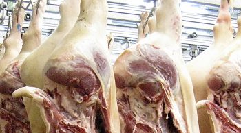 Abattoirs: des dysfonctionnements majeurs à Autun