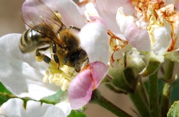 Interdiction des néonicotinoïdes : des producteurs démunis