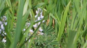 1,3 million d’hectares en agriculture bio en France