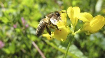 Biodiversité: sénateurs et députés en désaccord, le texte repart à l’Assemblée