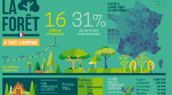 Le saviez-vous : la forêt de 16 millions d’ha