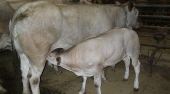Production du veau sous la mère : 1000 éleveurs de plus
