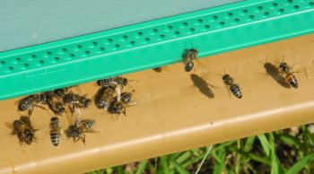Arboriculteurs et apiculteurs font leur miel ensemble