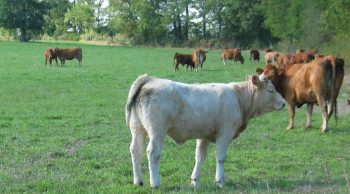 -20% de viande de bœuf