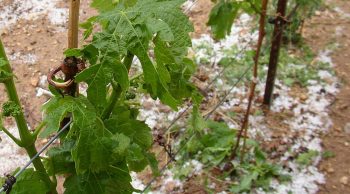 Cognac: 500 ha du vignoble détruits par un orage de grêle
