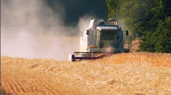 Blé : la récolte mondiale s’annonce record, les cours au plancher