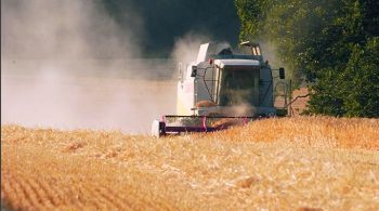 Blé: la récolte mondiale s’annonce record, les cours au plancher