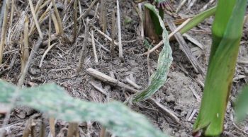 Une sécurité nommée Strip-till et qui a fonctionné