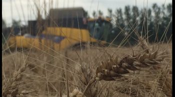Moissons 2016 : la production de blé française au plus bas depuis 30 ans, alors que les cours mondiaux s’effondrent