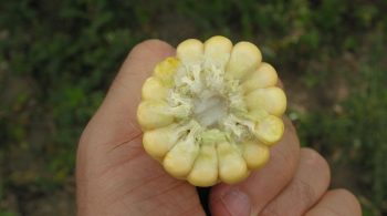 Pour un bon ensilage de maïs, observez le grain