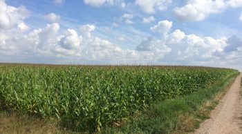 Strip-till : Une découverte réussie