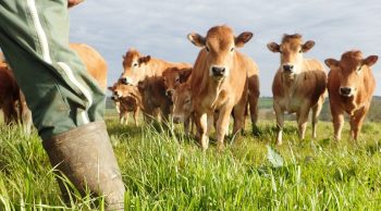 Pour l’herbe, 2017 c’est maintenant