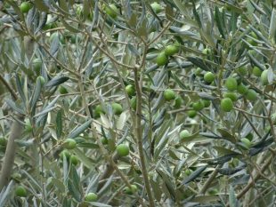 Production d'olives 