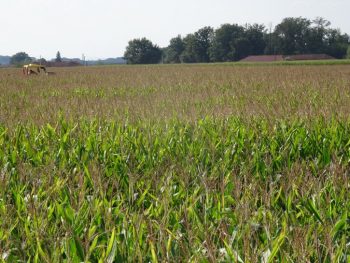 Une castreuse dans le maïs en septembre ??? Une expérience étonnante