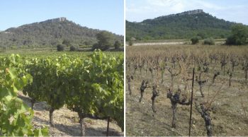 Vendanges 2016 : marquées par le gel, la grêle et la sécheresse